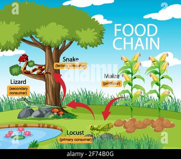 Illustrazione dello schema della catena alimentare scientifica Illustrazione Vettoriale