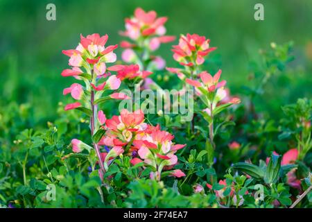 Pittura del Texas (Castilleja indivisa) in piena fioritura. Houston, Texas, Stati Uniti. Foto Stock