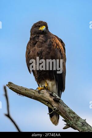 Un falco selvaggio di Harris (Parabuteo unicinctus) arroccato su un ramo. Sheldon Lake state Park, Houston, Texas, Stati Uniti. Foto Stock