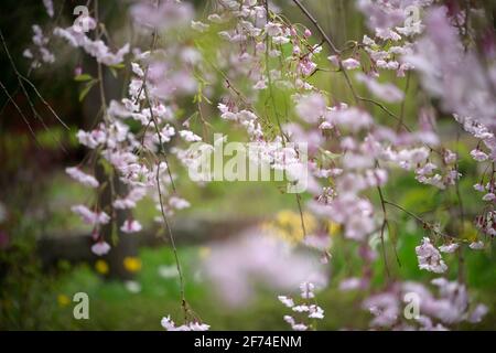 Fiori di ciliegio piangenti (Prunus) sakura in un giardino mistico a. molla Foto Stock