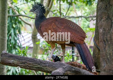 Una donna grande curassow (Crax rubra) con morfo rufoso. Un grande uccello fagiano delle foreste pluviali neotropiche. Foto Stock