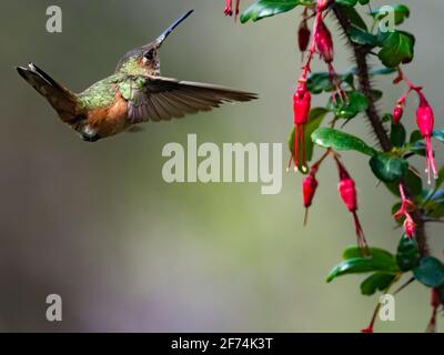 Allen's Hummingbird, Selasforus sasin, a San Diego, California, Stati Uniti Foto Stock