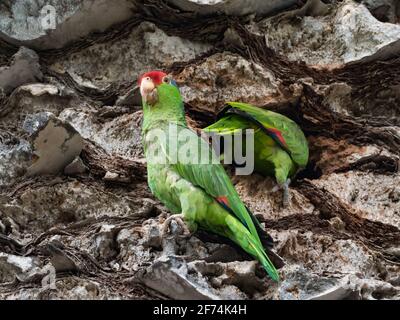 Pappagallo coronato di rosso, Amazona viridigenalis, un pappagallo amazzone esotico a San Diego, California, USA Foto Stock