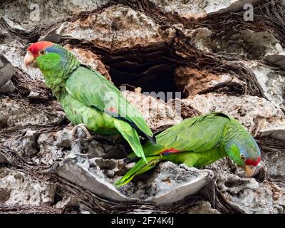 Pappagallo coronato di rosso, Amazona viridigenalis, un pappagallo amazzone esotico a San Diego, California, USA Foto Stock