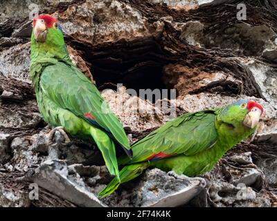 Pappagallo coronato di rosso, Amazona viridigenalis, un pappagallo amazzone esotico a San Diego, California, USA Foto Stock