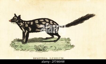 Quoll orientale, Dasyurus viverrinus. Opossum macchiato, Didelphia viverrina. Incisione in copperplate colorate a mano dopo un'illustrazione di John White da The Naturalist's Pocket Magazine, Harrison, Fleet Street, Londra, 1800. Foto Stock