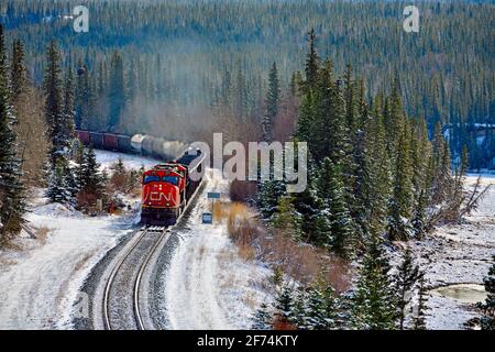 Un treno merci nazionale canadese viaggia intorno ad un angolo in un'area boscosa delle montagne rocciose dell'Alberta Canada. Foto Stock