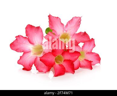 Fiori tropicali Rosa Adenium. Deserto rosa su isolato sfondo bianco Foto Stock