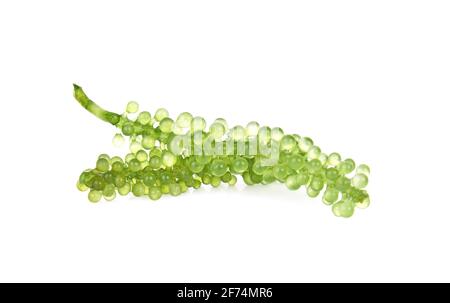 Le uve del mare ( verde caviale ) alghe su bianco backgroun Foto Stock