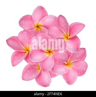 frangipani fiore con gocce d'acqua isolato su sfondo bianco. Foto Stock