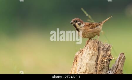 Maschio Eurasian Tree Sparrow perching su un albero moncone cercando a distanza Foto Stock