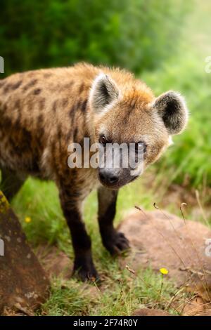 Hyena macchiata ( Crocuta crocuta ) primo piano in bella luce morbida. Ottima scorta d'arte Foto Stock