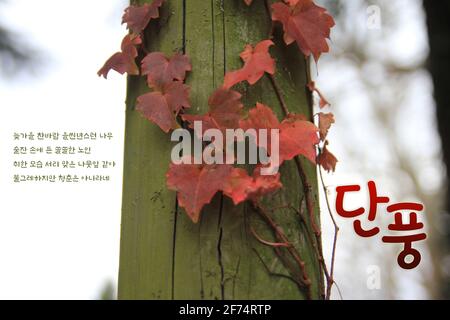 Paesaggio naturale di primavera e passeggiata nel parco, Foto che rappresentano la natura e paesaggi stagionali Foto Stock