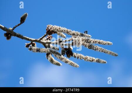 Aspen europeo catkins Topulus tremula nel vento Foto Stock