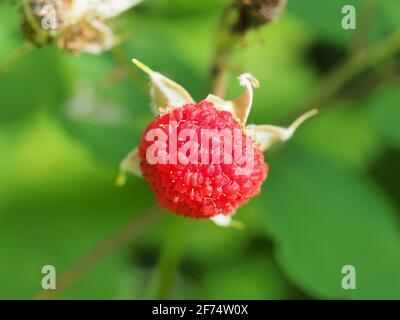 Rubus odoratus (lampone a fiore viola) bacche Foto Stock