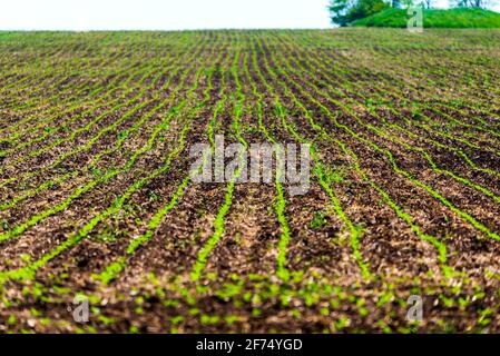 Germogli di grano di inverno germogliato in un infinito Campo in luce lisce righe verdi di close-up. Foto Stock