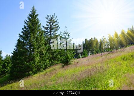 Paesaggio primaverile nel Parco Nazionale di Sumava. Prato con alberi di abete rosso sulla montagna Pancir, Repubblica Ceca. Foto Stock