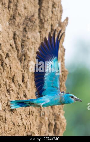 Rullo europeo o coracias garrulus che alimenta pulcini nel foro del nido. Foto Stock