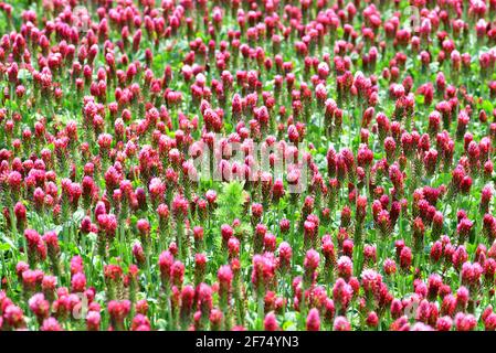 Campo di trifogli cremisi fioriti (Trifolium incarnatum) primo piano. Stagione primaverile. Foto Stock