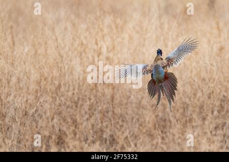 Un fagiano di gallo nel South Dakota in primavera giorno Foto Stock