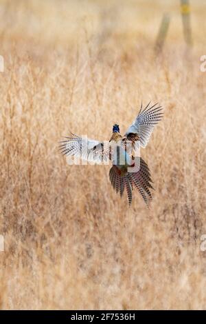 Un fagiano di gallo nel South Dakota in primavera giorno Foto Stock