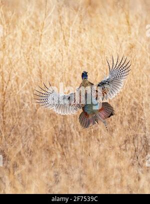 Un fagiano di gallo nel South Dakota in primavera giorno Foto Stock