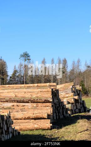 Cantiere o sito di tronchi con mucchi di alberi abbattuto o tronchi di tronchi, stack di tronchi di legno vicino a una foresta, deforestazione in Germania, Europa Foto Stock