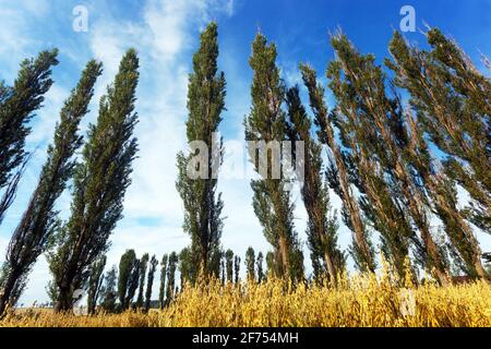 Pioppi neri Populus nigra Italica in fila, alberi di vento da campo Foto Stock