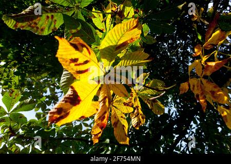 Foglie di castagno di cavallo infestate (minatore di foglie) girare in giallo e seccare Foto Stock