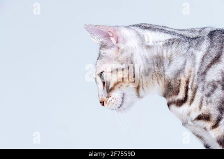 Silver Bengala Cat in studio Foto Stock