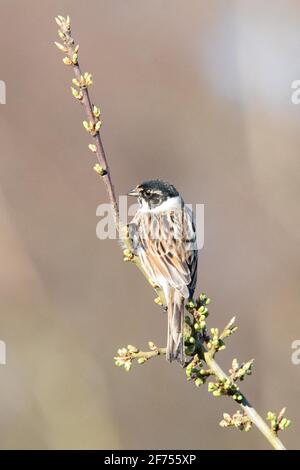 Reed Bunting (maschio) - Emberiza schoeniclus - in primavera, Scozia, UK Foto Stock