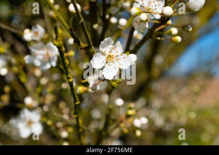Fiore di ciliegio bianco preso sull'isola di Rhé su una giornata soleggiata in tarda inverno Foto Stock