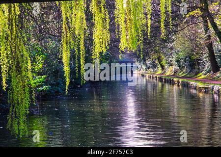 salice piangente sull'acqua Foto Stock