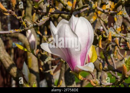 Albero di Magnolia con petali rosa e bianco, che inizia a fiorire in primavera nel Regno Unito in una giornata luminosa e soleggiata. Magnolia x albero di soulangeanna Foto Stock