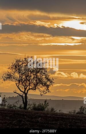 Tramonto a fine autunno sui Cotswolds, una delle trentaquattro aree assegnate di straordinaria bellezza naturale (AONBs) in Inghilterra e Galles. Foto Stock