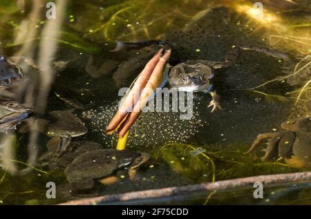 La rana comune emerge dalla sua tana di ibernazione terrestre all'inizio della primavera e poi cerca lo stagno di acqua dolce più vicino. Il maschio allora comincia a cantare Foto Stock