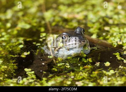 La rana comune emerge dalla sua tana di ibernazione terrestre all'inizio della primavera e poi cerca lo stagno di acqua dolce più vicino. Il maschio allora comincia a cantare Foto Stock