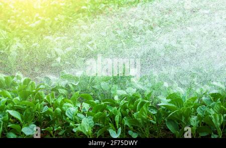 Annaffiare orto in una giornata estiva, spruzzi d'acqua dolce, foglie di Gai lan. Concetto di cultura alimentare. Concentrarsi sulle foglie verdi. Foto Stock