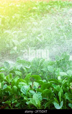 Annaffiare orto in una giornata estiva, spruzzi d'acqua dolce, foglie di Gai lan. Concetto di cultura alimentare. Concentrarsi sulle foglie verdi. Foto Stock