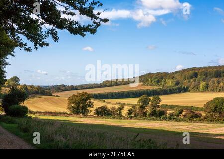 Campagna vicino a Stoughton nel South Downs National Park, West Sussex, Inghilterra, Regno Unito Foto Stock