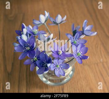 Un bouquet di delicati fiori primaverili liverwort Hepatica Nobilis in un vaso di vetro su un tavolo di legno Foto Stock