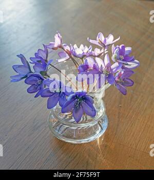 Un bouquet di delicati fiori primaverili liverwort Hepatica Nobilis in un vaso di vetro su un tavolo di legno Foto Stock