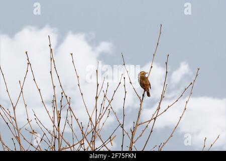 Blueghor, Luscinia svecica. Un uccello è seduto su un ramo di albero nella foresta. Cielo blu e nuvole bianche. L'uccello guarda indietro Foto Stock