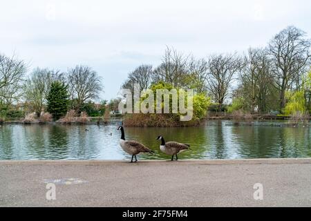 Lago in barca all'Alexandra Palace di Londra, Regno Unito Foto Stock