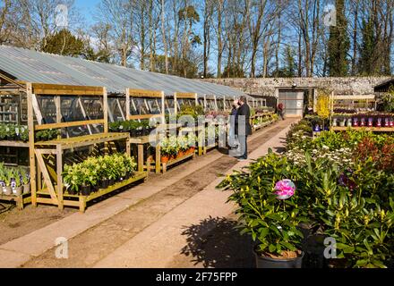 East Linton, East Lothian, Scozia, Regno Unito, 5 aprile 2021. I centri del giardino riaprono: Il popolare vivaio di Smeaton riapre oggi dopo l'ultimo blocco del governo scozzese alleggerendo le restrizioni e porta la gente fuori sotto il sole freddo per ammirare la varietà ben fornita di piante e alberi in offerta nel giardino murato. Uomini navigare le piante per la vendita Foto Stock