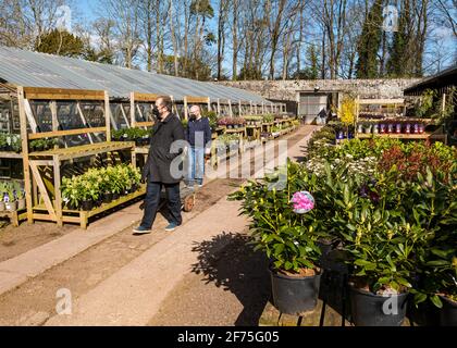 East Linton, East Lothian, Scozia, Regno Unito, 5 aprile 2021. I centri del giardino riaprono: Il popolare vivaio di Smeaton riapre oggi dopo l'ultimo blocco del governo scozzese alleggerendo le restrizioni e porta la gente fuori sotto il sole freddo per ammirare la varietà ben fornita di piante e alberi in offerta nel giardino murato. Uomini navigare le piante per la vendita Foto Stock