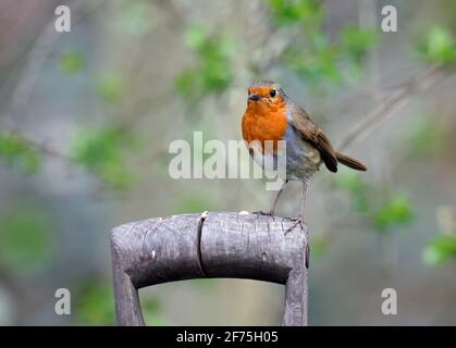 Robin eurasiatico arroccato nel giardino Foto Stock