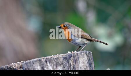 Robin eurasiatico arroccato nel giardino Foto Stock