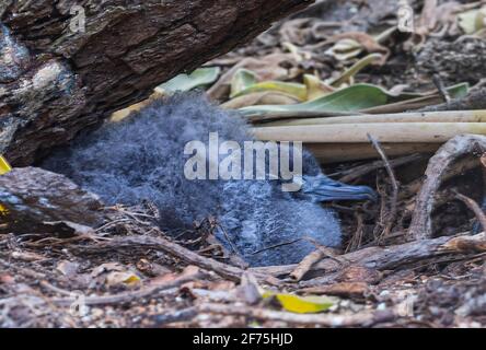 Un bambino di Shearwater con coda a zeppa sonnolento (Ardenna pacificus), Heron Island, Southern Great Barrier Reef, Queensland, QLD, Australia Foto Stock