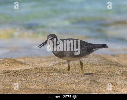 Un Tattler dalla coda grigia (brevipes Tringa) con becco aperto sulla spiaggia, Heron Island, Southern Great Barrier Reef, Queensland, QLD, Australia Foto Stock